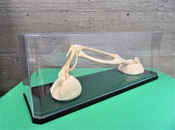 骨格標本をつくろう！